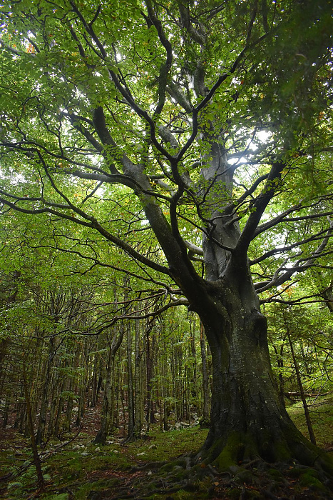 Klicke auf die Grafik für eine vergrößerte Ansicht  Name: DSC_0129.jpg Ansichten: 0 Größe: 839,5 KB ID: 3360004