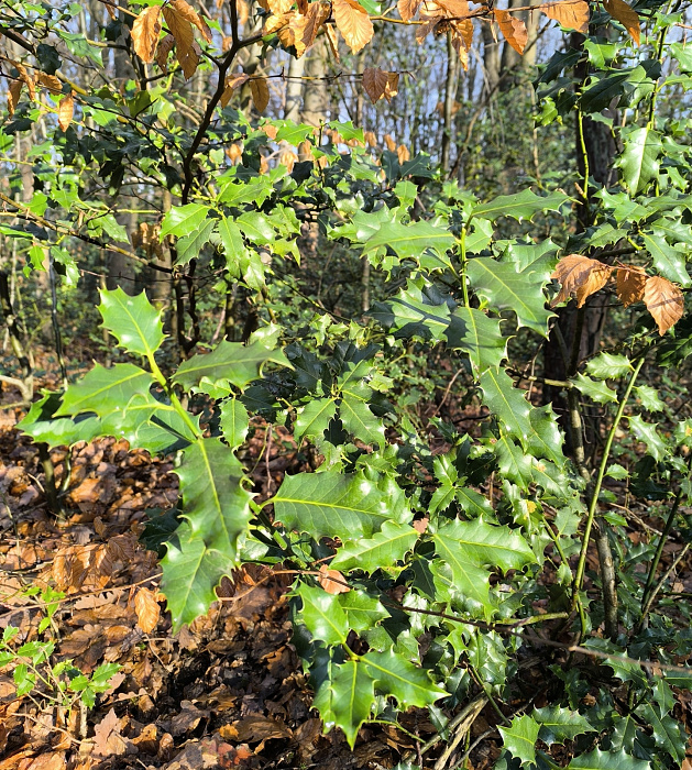 Klicke auf die Grafik für eine vergrößerte Ansicht

Name: 11.jpg
Ansichten: 136
Größe: 1,44 MB
ID: 3360054