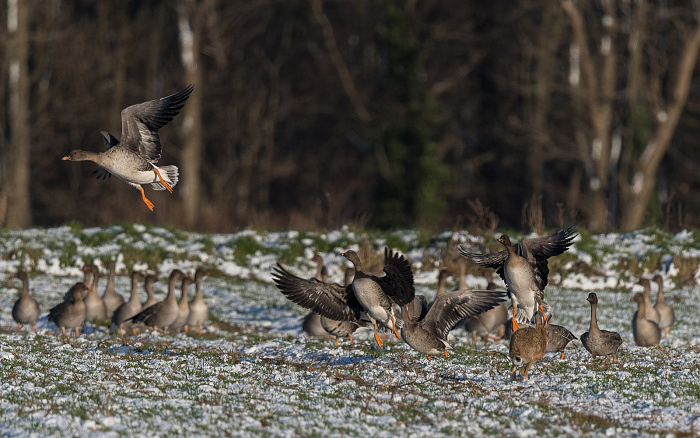 Klicke auf die Grafik für eine vergrößerte Ansicht

Name: DSC_2729.jpg
Ansichten: 165
Größe: 449,1 KB
ID: 3360076