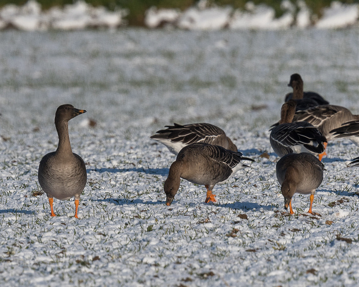 Klicke auf die Grafik für eine vergrößerte Ansicht

Name: DSC_2571.jpg
Ansichten: 164
Größe: 385,5 KB
ID: 3360079