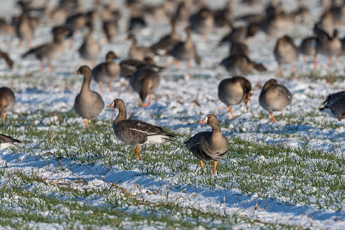 Klicke auf die Grafik für eine vergrößerte Ansicht

Name: DSC_2598.jpg
Ansichten: 166
Größe: 519,4 KB
ID: 3360080