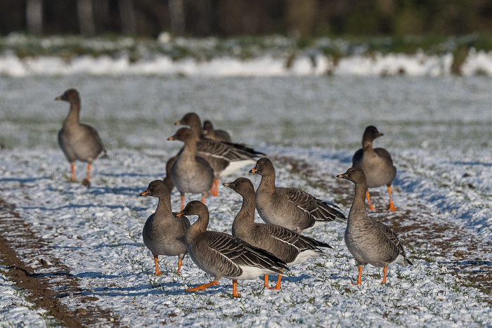 Klicke auf die Grafik für eine vergrößerte Ansicht

Name: DSC_2505.jpg
Ansichten: 162
Größe: 450,5 KB
ID: 3360082