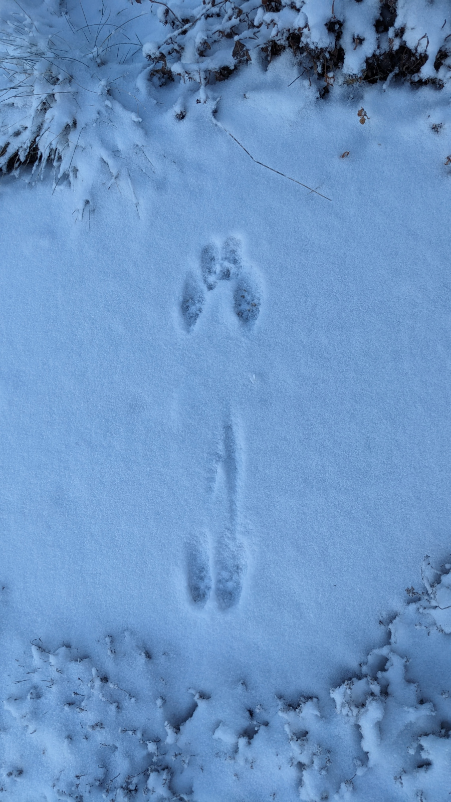 Klicke auf die Grafik für eine vergrößerte Ansicht  Name: PXL_20260111_075440330.jpg Ansichten: 0 Größe: 629,6 KB ID: 3360183