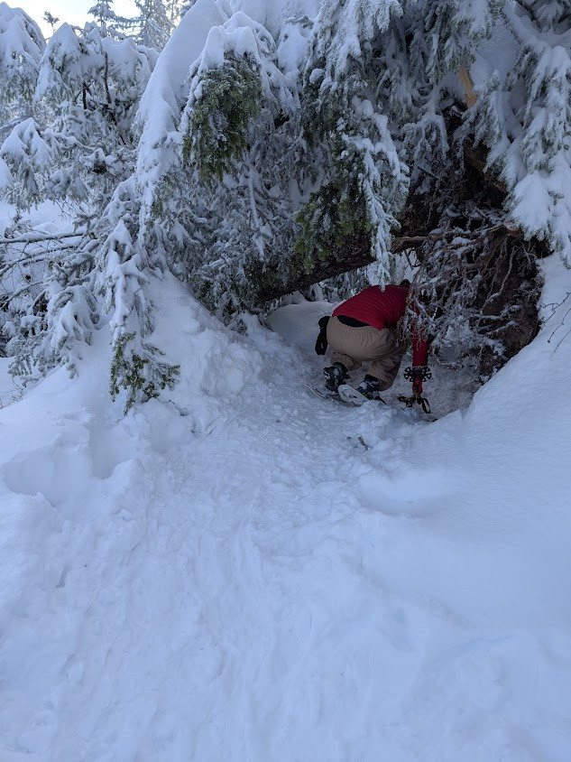 Klicke auf die Grafik für eine vergrößerte Ansicht  Name: PXL_20260111_100425688 (1).jpg Ansichten: 0 Größe: 162,5 KB ID: 3360301