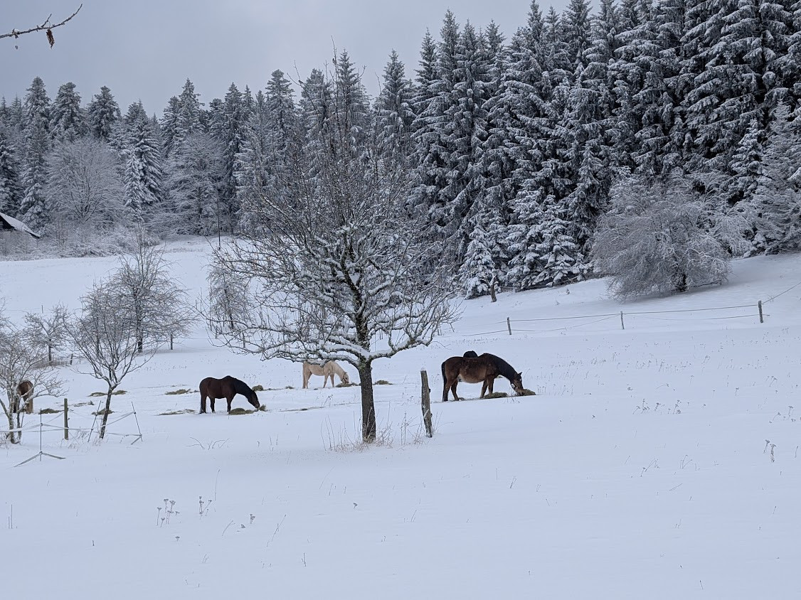 Klicke auf die Grafik für eine vergrößerte Ansicht  Name: PXL_20260111_131934211.jpg Ansichten: 4 Größe: 336,8 KB ID: 3360309