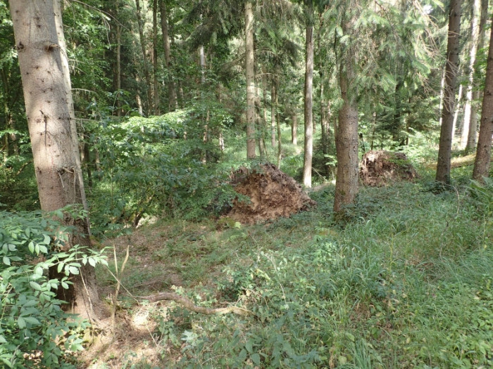 Klicke auf die Grafik für eine vergrößerte Ansicht  Name: liegebaeume.jpg Ansichten: 0 Größe: 204,1 KB ID: 3361323