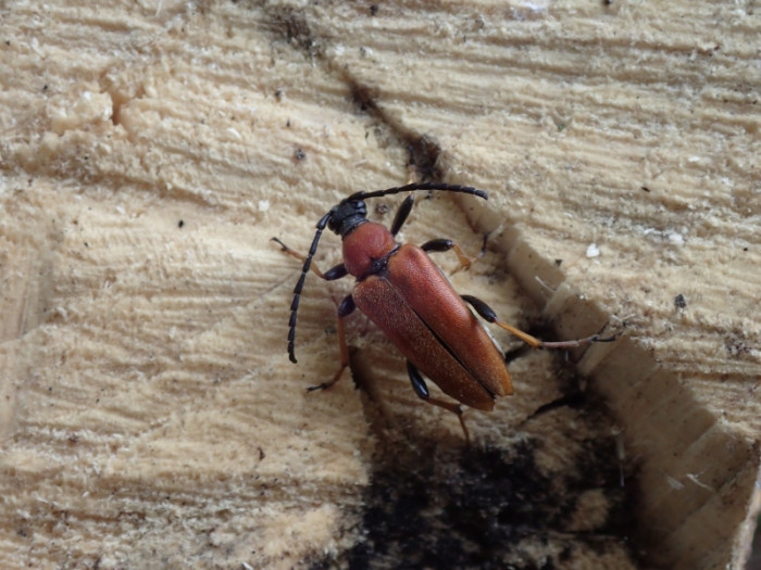 Klicke auf die Grafik für eine vergrößerte Ansicht  Name: rothalsbock.jpg Ansichten: 0 Größe: 120,2 KB ID: 3361327