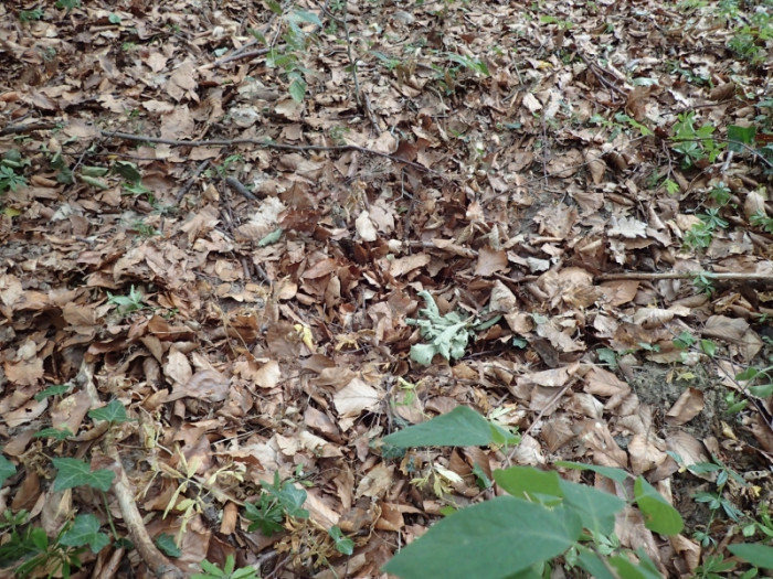 Klicke auf die Grafik für eine vergrößerte Ansicht  Name: WTF1.jpg Ansichten: 0 Größe: 207,4 KB ID: 3361329