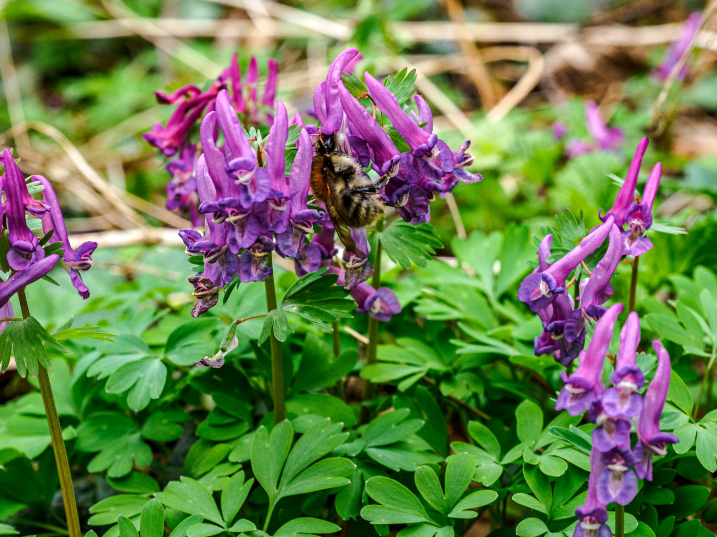 Klicke auf die Grafik für eine vergrößerte Ansicht  Name: dataurl042121.jpg Ansichten: 0 Größe: 546,0 KB ID: 3361345