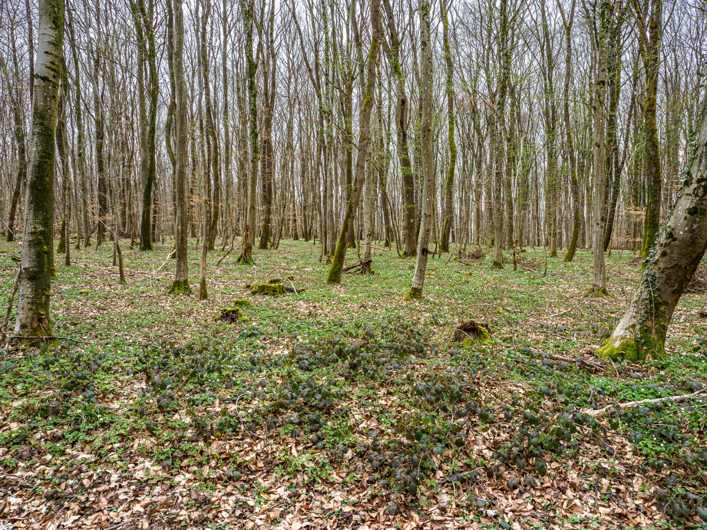 Klicke auf die Grafik für eine vergrößerte Ansicht  Name: dataurl042130.jpg Ansichten: 0 Größe: 1,03 MB ID: 3361358