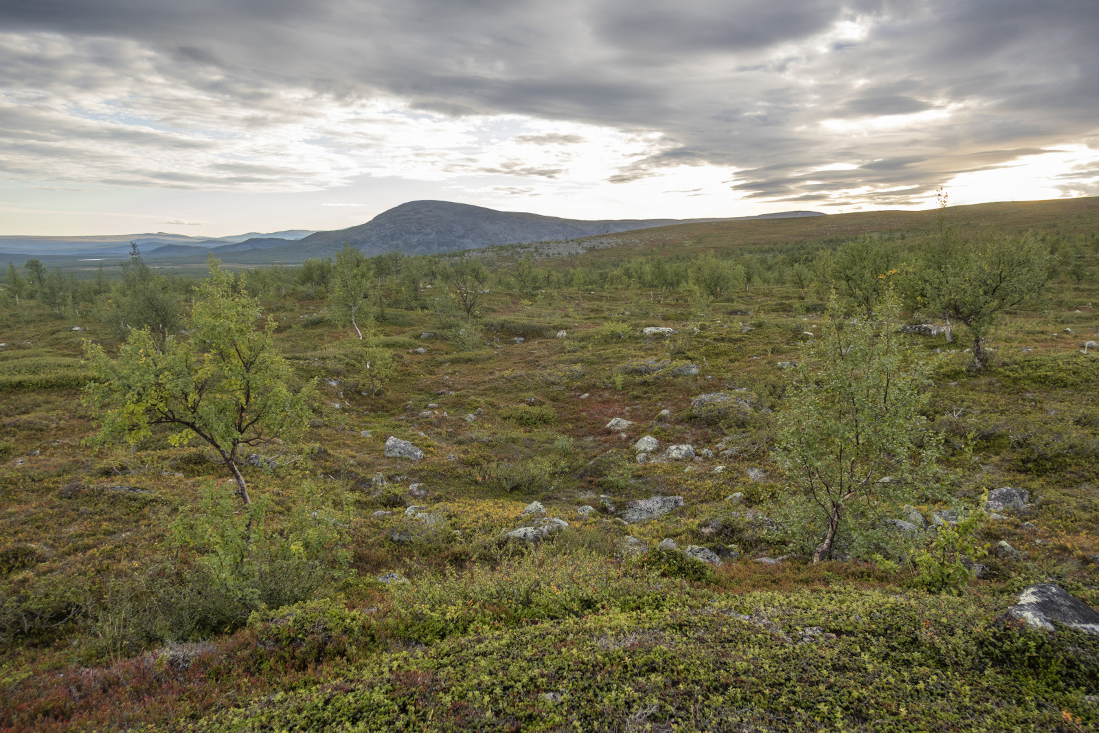 Klicke auf die Grafik für eine vergrößerte Ansicht

Name: Sjaunja_2025_244.jpg
Ansichten: 159
Größe: 1,03 MB
ID: 3361400