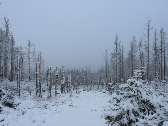 Klicke auf die Grafik für eine vergrößerte Ansicht  Name: WAI-1912-Torfhaus-Berga_9_.jpg Ansichten: 0 Größe: 110,8 KB ID: 3361687