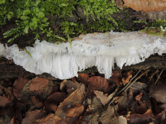 Klicke auf die Grafik für eine vergrößerte Ansicht

Name: WAI-1912-Torfhaus-Berga_34_.jpg
Ansichten: 11
Größe: 129,9 KB
ID: 3361712