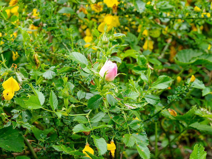 Klicke auf die Grafik für eine vergrößerte Ansicht

Name: Bild 60.jpg
Ansichten: 109
Größe: 725,3 KB
ID: 3361791