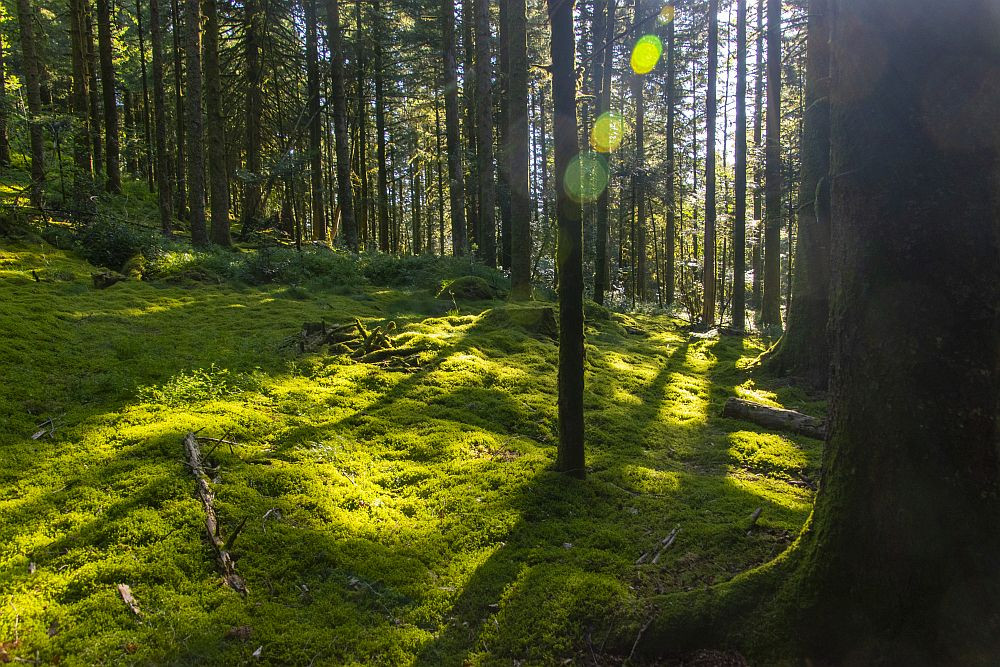 Klicke auf die Grafik für eine vergrößerte Ansicht  Name: 05 Moosiger Wald an unserem Abstiegsweg.jpg Ansichten: 0 Größe: 352,2 KB ID: 3361972