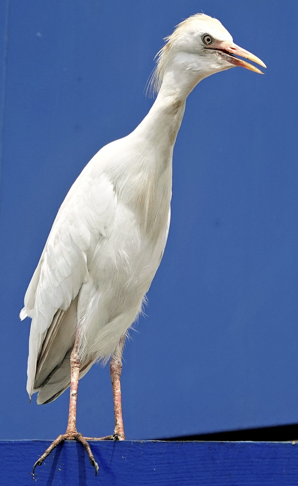 Klicke auf die Grafik für eine vergrößerte Ansicht

Name: _SNY0482Rk.jpg
Ansichten: 54
Größe: 322,6 KB
ID: 3362350