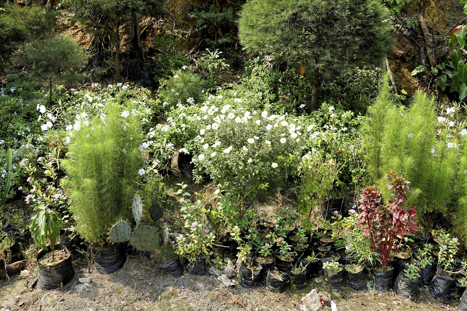 Klicke auf die Grafik für eine vergrößerte Ansicht

Name: _SNY0520R.jpg
Ansichten: 54
Größe: 1,16 MB
ID: 3362352