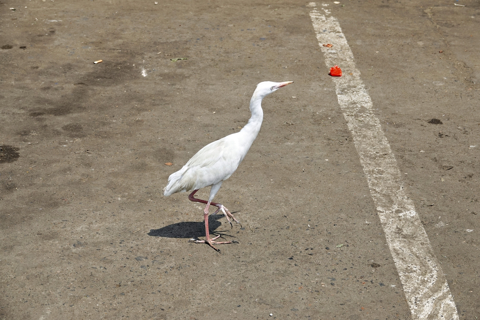 Klicke auf die Grafik für eine vergrößerte Ansicht

Name: _SNY0474R.jpg
Ansichten: 54
Größe: 651,9 KB
ID: 3362355