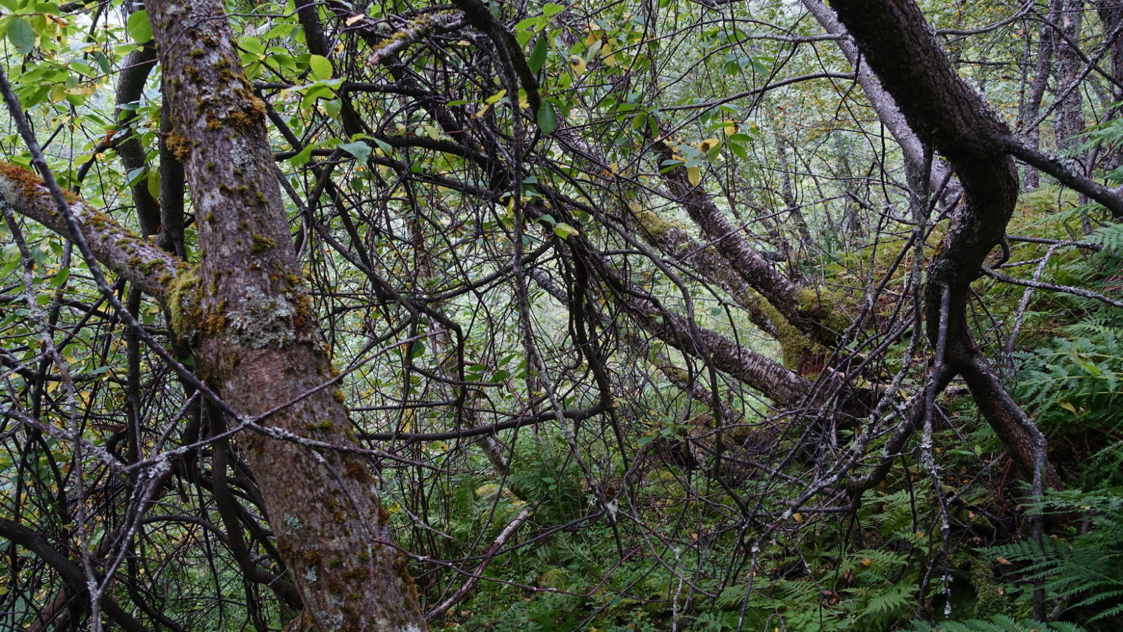 Klicke auf die Grafik für eine vergrößerte Ansicht

Name: 2025 Norge 0855.jpg
Ansichten: 118
Größe: 1,09 MB
ID: 3362600