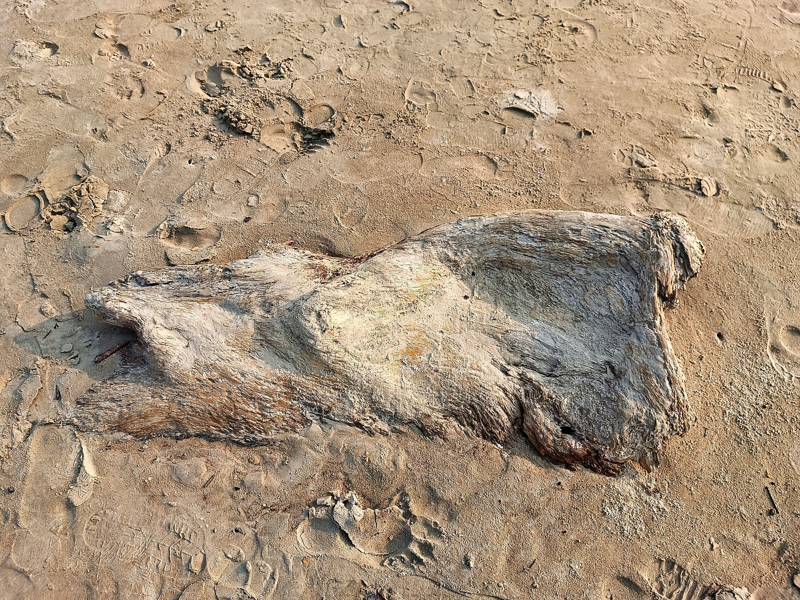 Klicke auf die Grafik für eine vergrößerte Ansicht  Name: IMG_20240630_165149_577R.jpg Ansichten: 0 Größe: 1,27 MB ID: 3362664