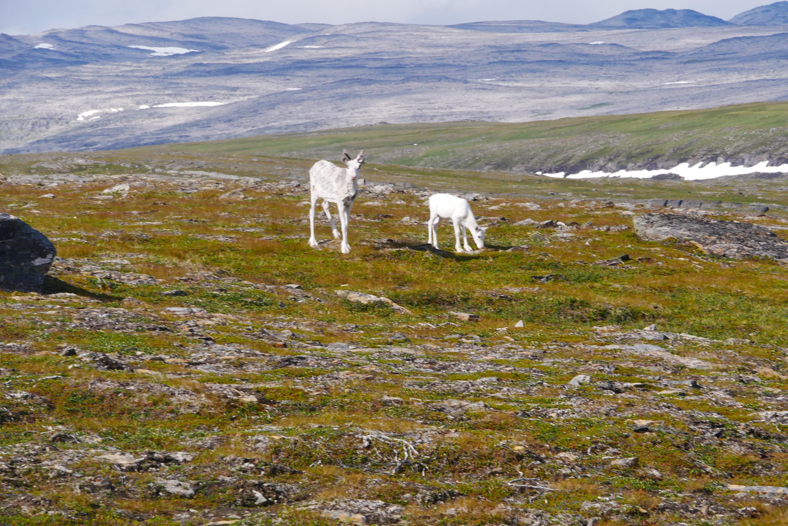 Klicke auf die Grafik für eine vergrößerte Ansicht

Name: P1040360.jpg
Ansichten: 0
Größe: 1,02 MB
ID: 3362970