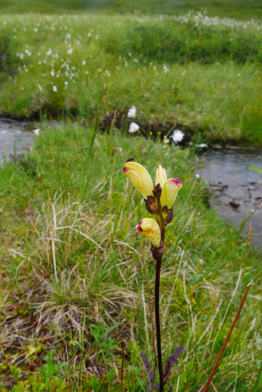 Klicke auf die Grafik für eine vergrößerte Ansicht  Name: P1040380.jpg Ansichten: 0 Größe: 728,8 KB ID: 3363055