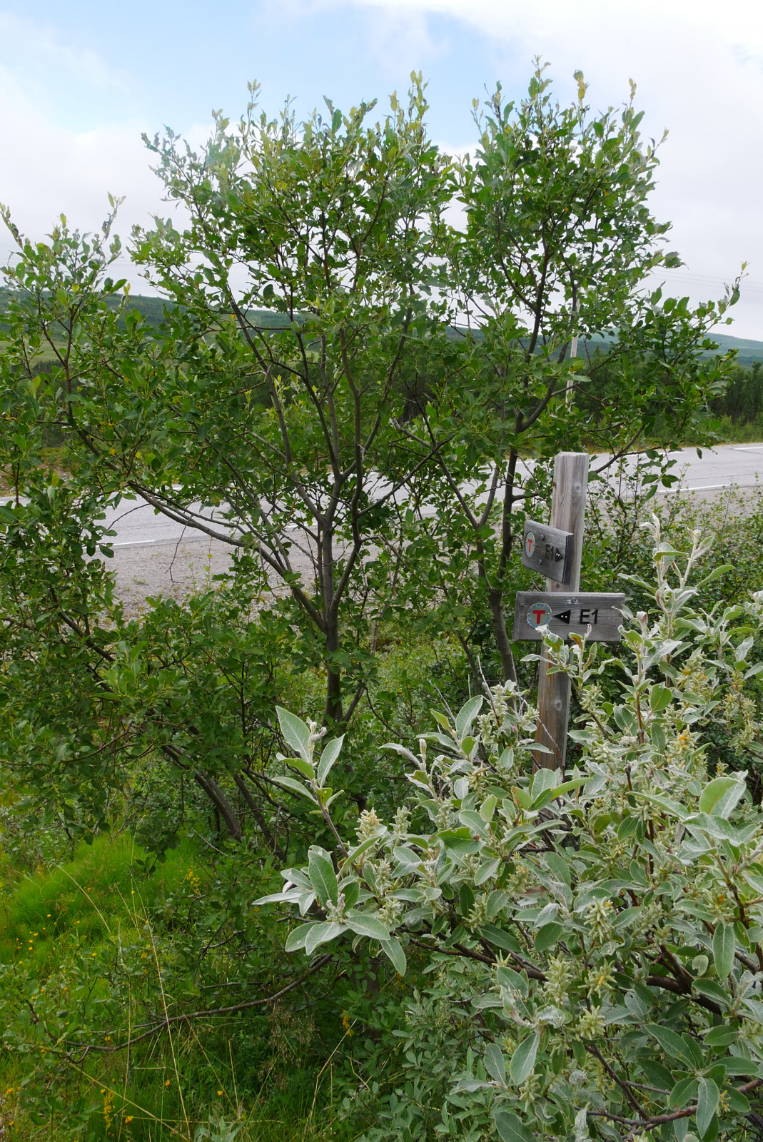 Klicke auf die Grafik für eine vergrößerte Ansicht  Name: P1040390.jpg Ansichten: 131 Größe: 1,19 MB ID: 3363062