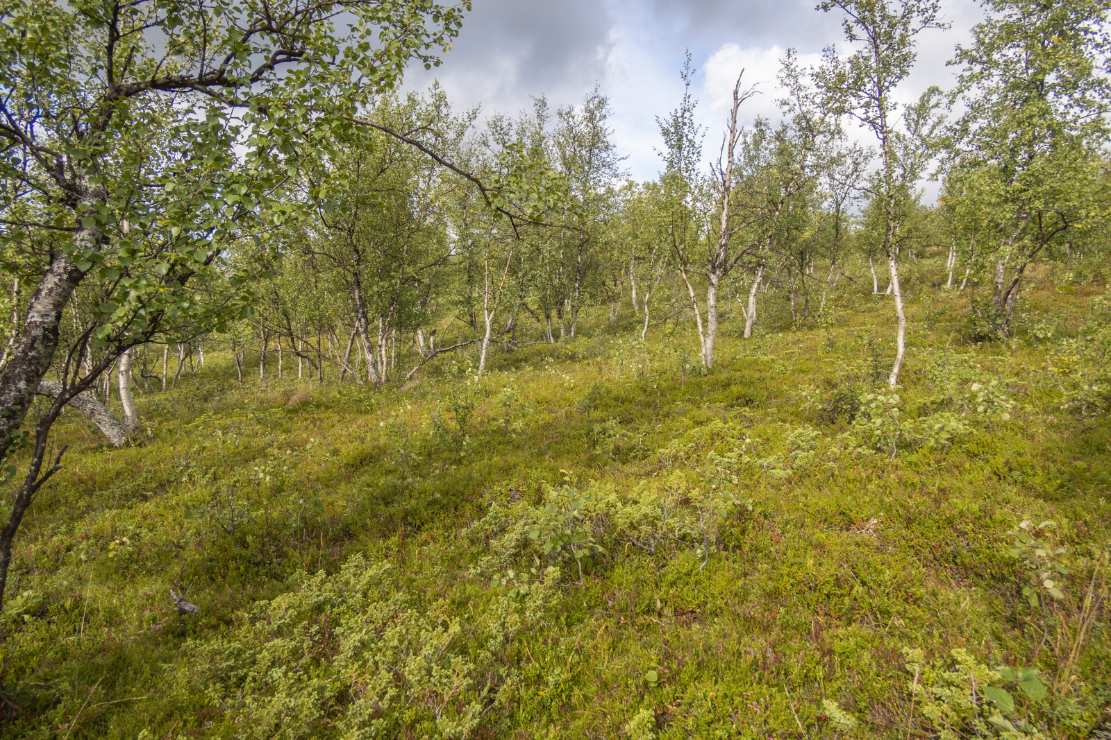 Klicke auf die Grafik für eine vergrößerte Ansicht

Name: Sjaunja_2025_254.jpg
Ansichten: 58
Größe: 1,53 MB
ID: 3363215