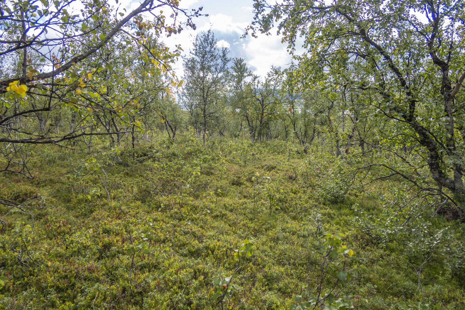 Klicke auf die Grafik für eine vergrößerte Ansicht

Name: Sjaunja_2025_253.jpg
Ansichten: 58
Größe: 1,64 MB
ID: 3363216