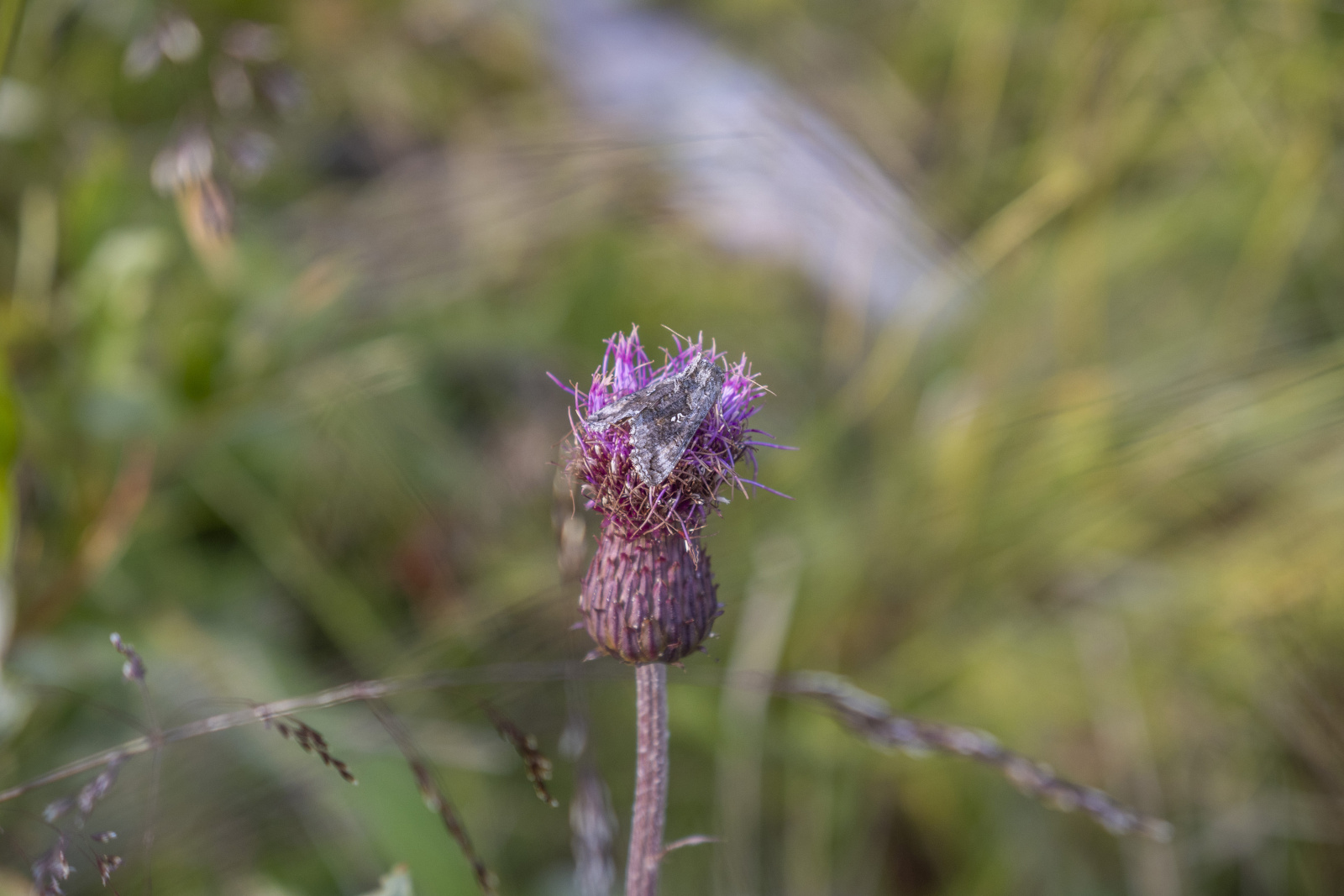 Klicke auf die Grafik für eine vergrößerte Ansicht

Name: Sjaunja_2025_279.jpg
Ansichten: 58
Größe: 394,2 KB
ID: 3363223