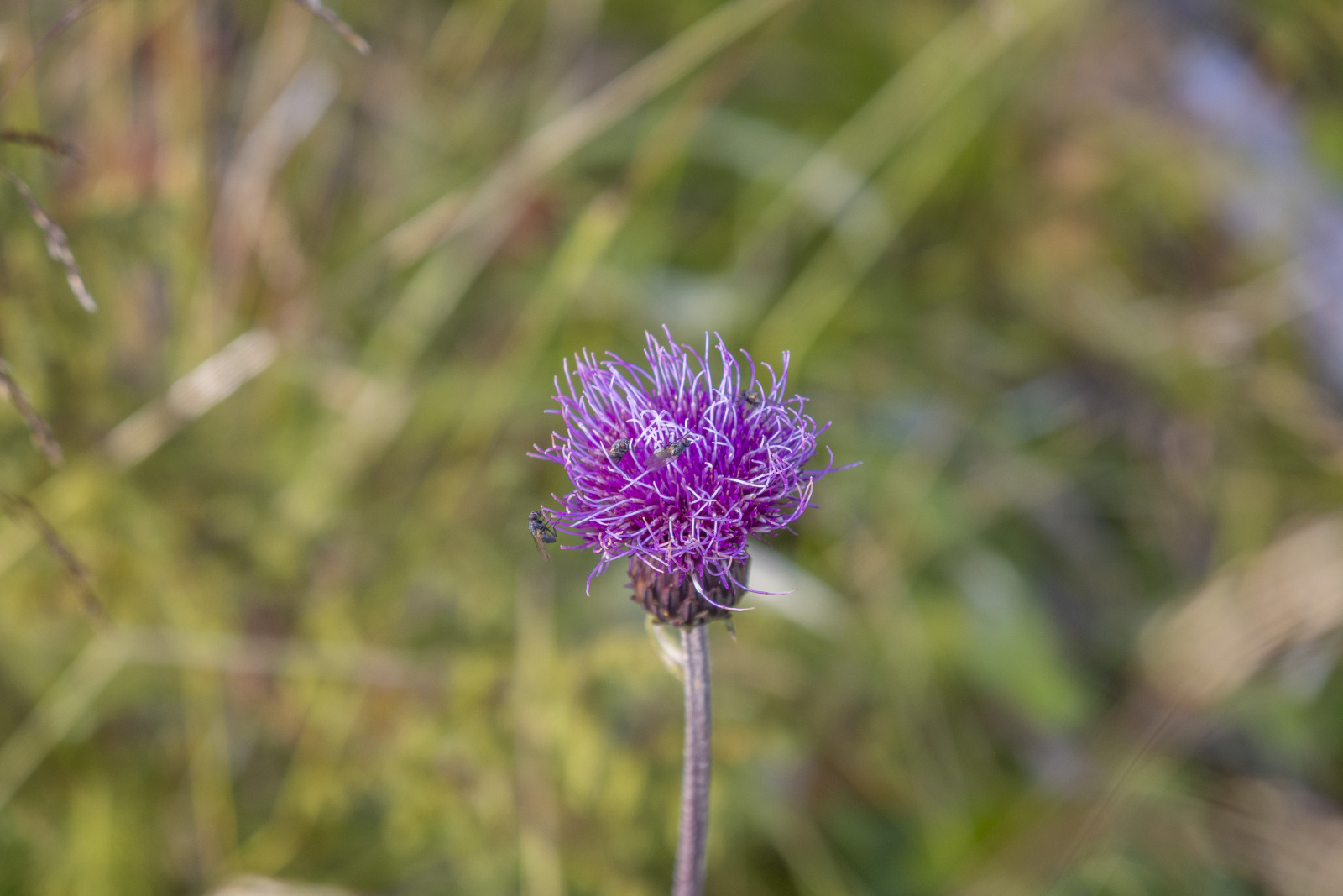 Klicke auf die Grafik für eine vergrößerte Ansicht

Name: Sjaunja_2025_280.jpg
Ansichten: 58
Größe: 421,3 KB
ID: 3363224