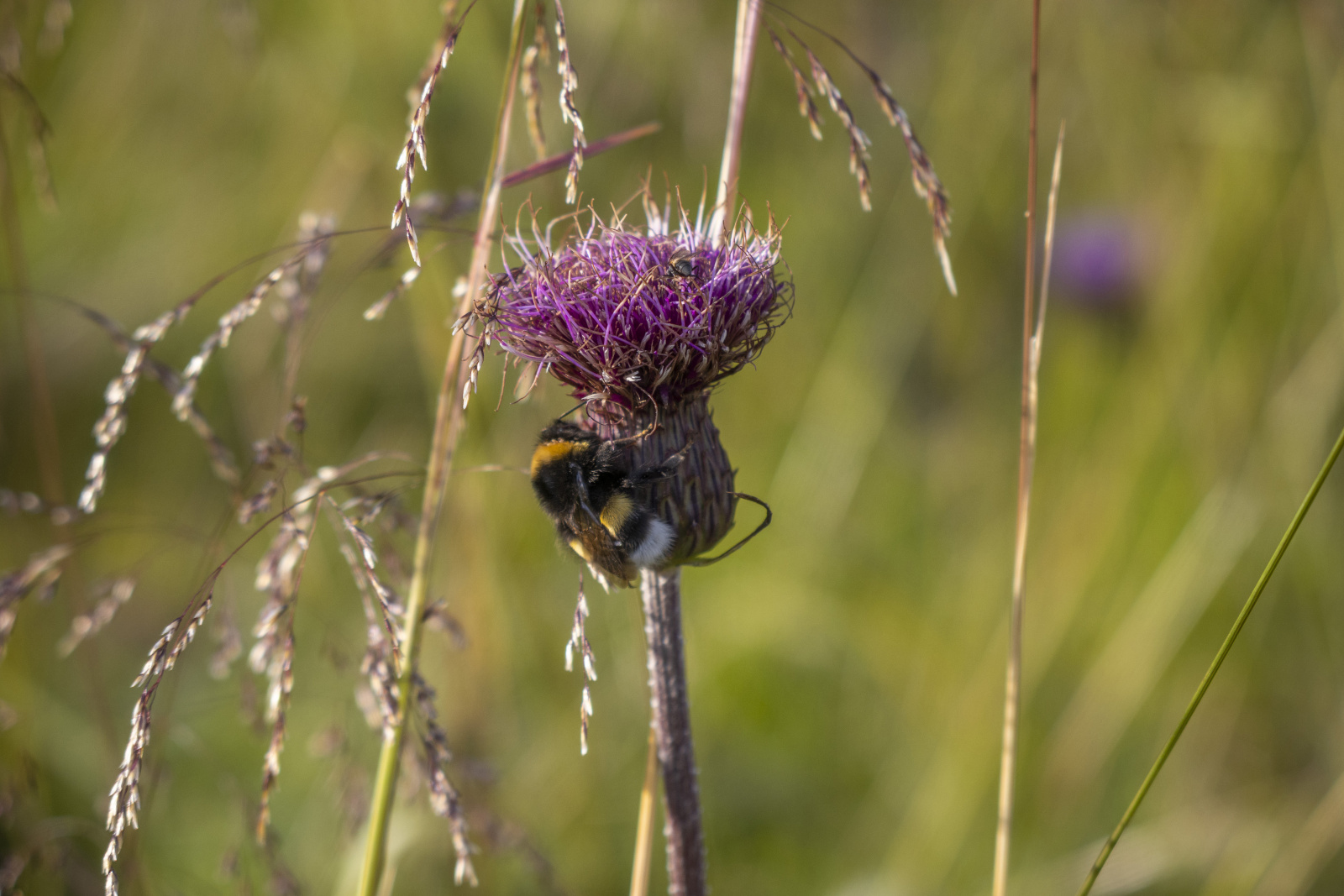 Klicke auf die Grafik für eine vergrößerte Ansicht

Name: Sjaunja_2025_284.jpg
Ansichten: 58
Größe: 457,9 KB
ID: 3363225