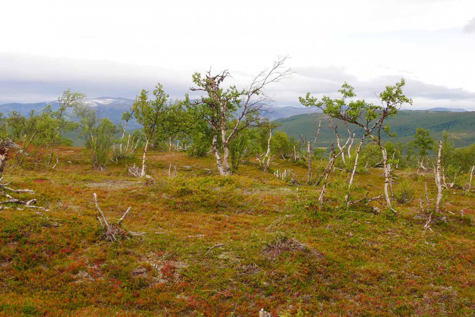 Klicke auf die Grafik für eine vergrößerte Ansicht  Name: P1070411.jpg Ansichten: 78 Größe: 1,06 MB ID: 3363580