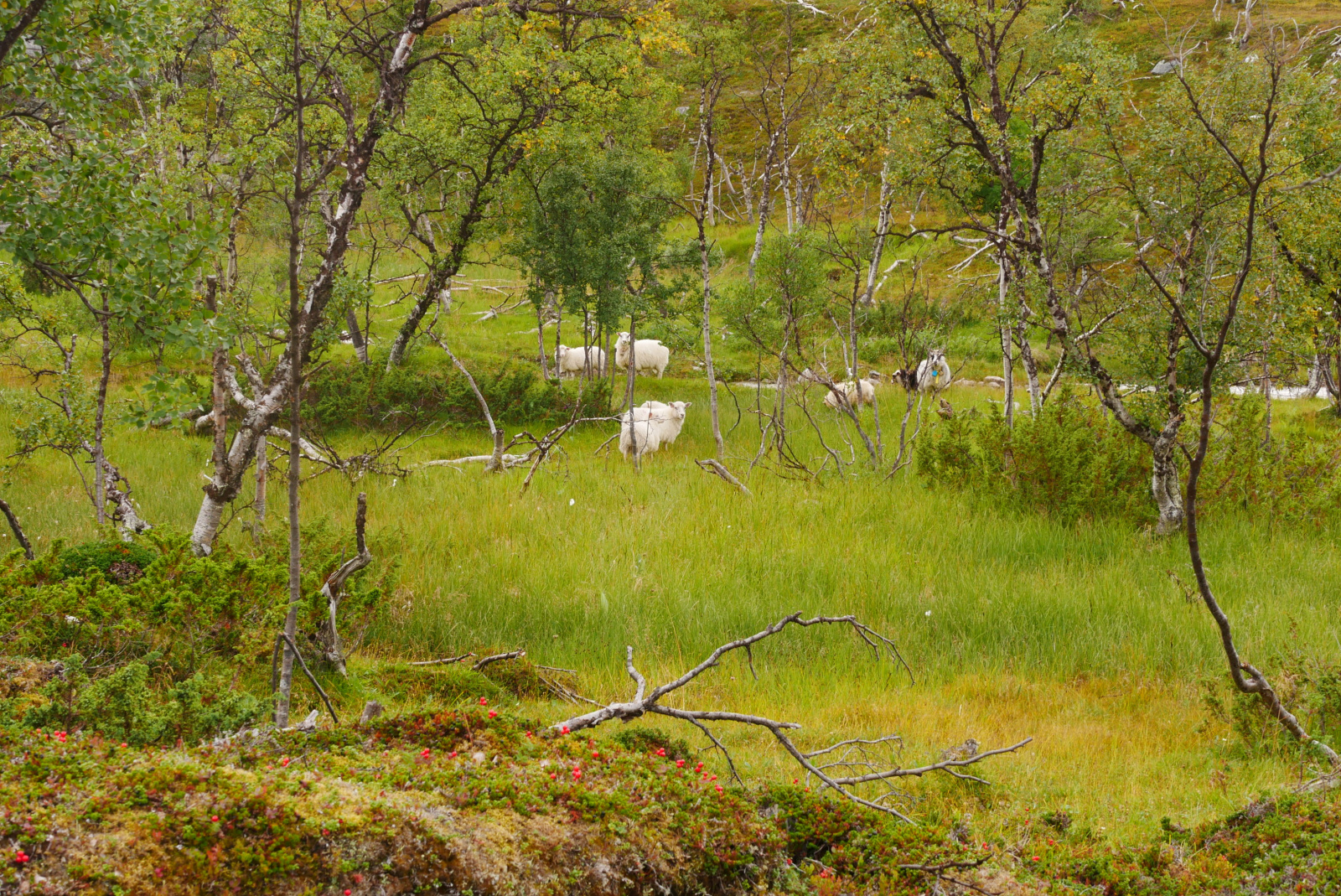 Klicke auf die Grafik für eine vergrößerte Ansicht  Name: P1070421.jpg Ansichten: 76 Größe: 1,38 MB ID: 3363588