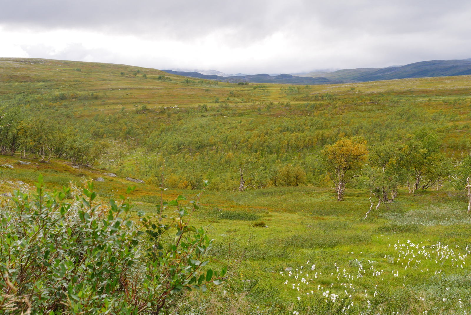 Klicke auf die Grafik für eine vergrößerte Ansicht  Name: P1070423.jpg Ansichten: 76 Größe: 1,04 MB ID: 3363590