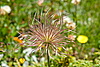 unbekannte Alpenblume.jpg