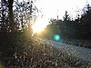 Wald_1.jpg