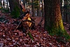 P33405551.jpg