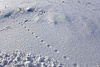 Schnee_Tierspuren.jpg