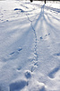 Schnee_Tierspuren_3.jpg