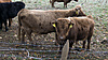 DSC06533-1.JPG