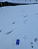 Schnee_Tierspuren_4.jpg