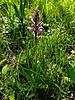 Orchis militaris (2).jpeg