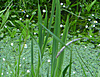 Wasserpflanzen.jpg