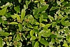 IMGP1163.JPG