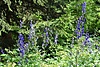 image_54850.jpg